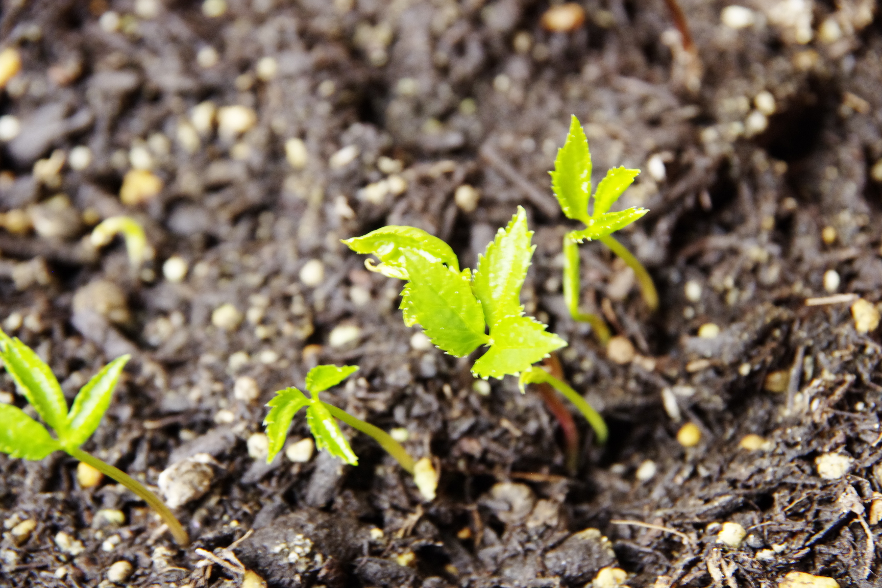 は る 春 ですねぇ 高麗人参の芽が出てきますよ 高麗人参通販と種 苗 栽培 泰盛社 あきない日誌