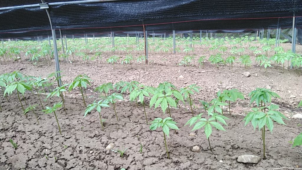 Japanese Ginseng Field