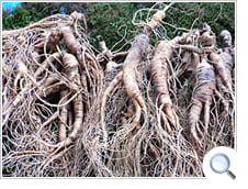 収穫した高麗人参