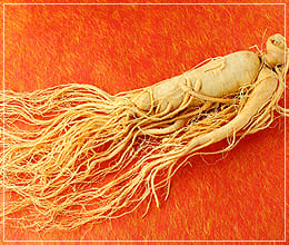 サンゲタン用高麗人参のアドバイス